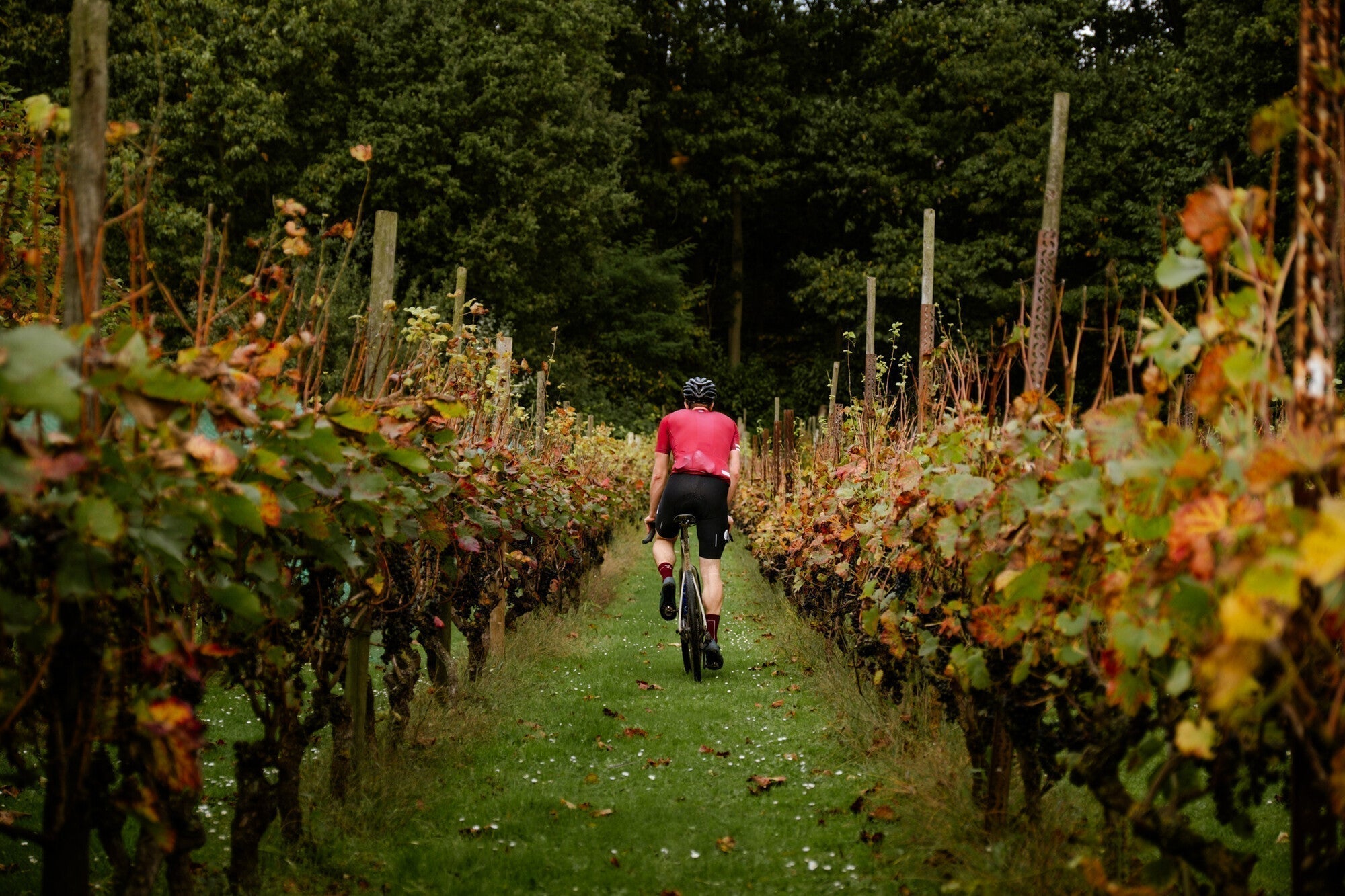 Cyclist riding between vineyards during PlugPlug Hageland Marathon